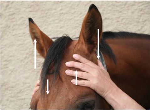 Kraniosakrale Therapie Pferd seitliche Handhaltung